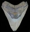 Large, Fossil Megalodon Tooth - North Carolina #66144-1